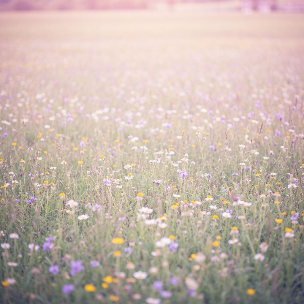 Pastellfarbene Blumenfelder